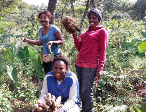 Better World Cameroon: Permaculture—The African Way