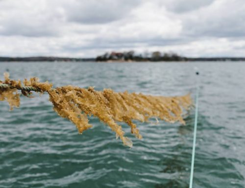 Green Wave: The Future of Ocean Farming